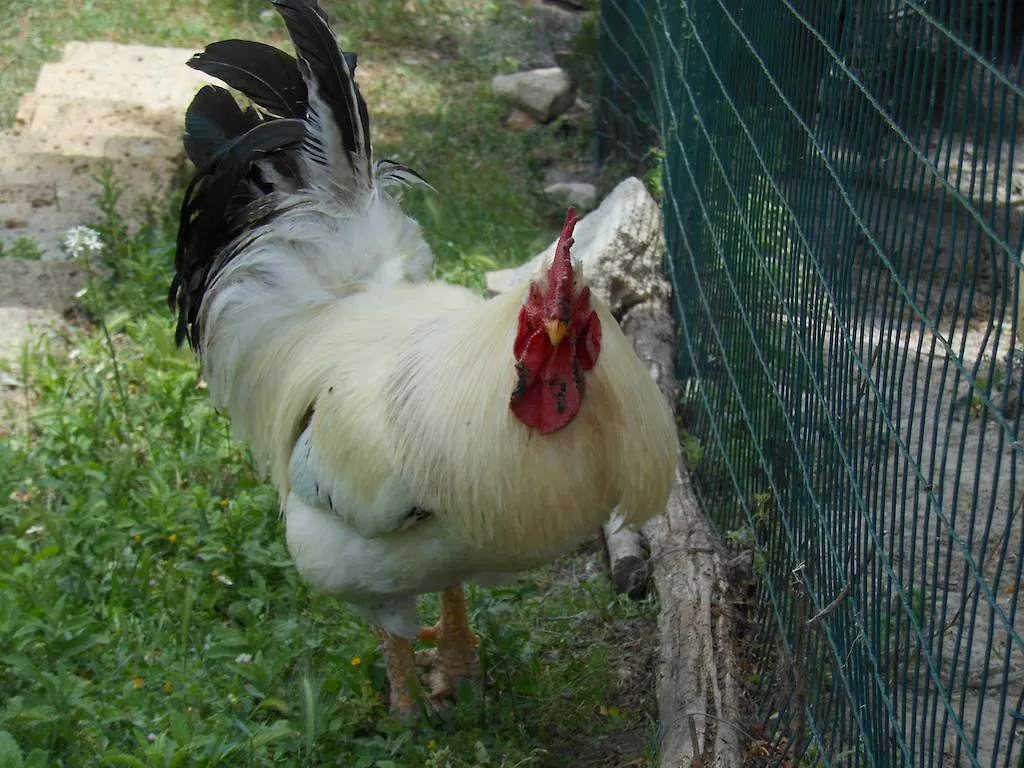 Agriturismo Collomici Celle sul Rigo 0*,  Italy