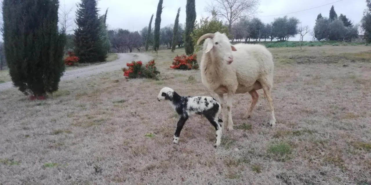 Farm stay Agriturismo Collomici Celle sul Rigo Italy